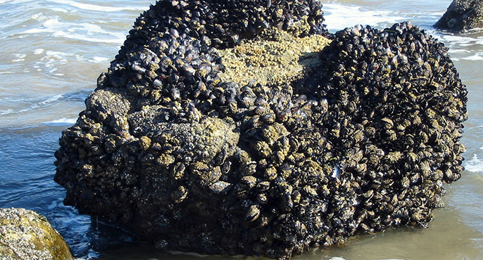Hundreds of mussels grow on a large rock in a shallow intertidal zone.