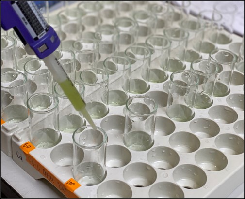 Yellow-colored nutrient broth is transferred into rows of small test tubes in a laboratory using a pipette; the experimental setup is for the Ceriodaphnia dubia chronic reproduction test.