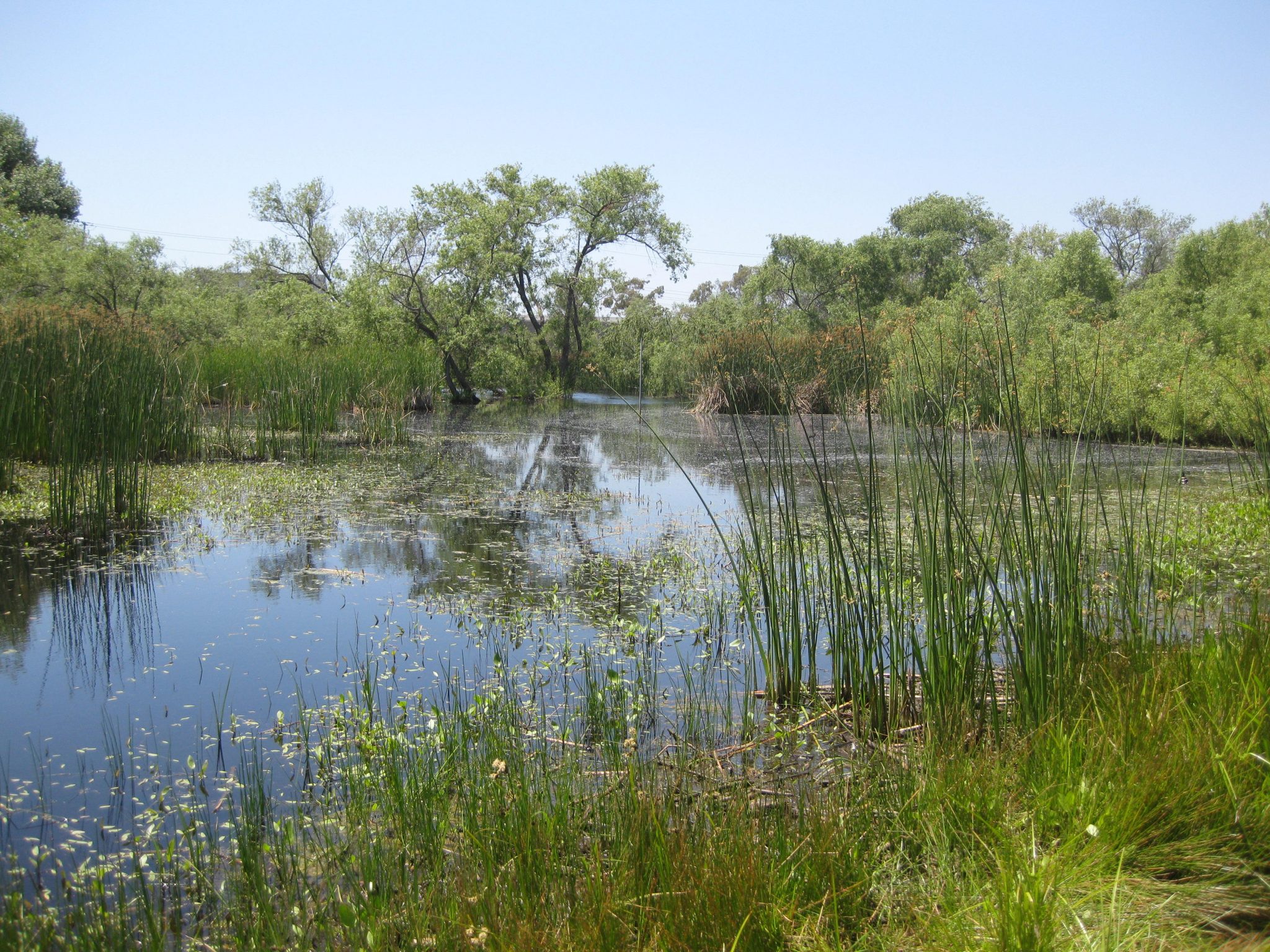 Madrona Marsh - Southern California Coastal Water Research Project